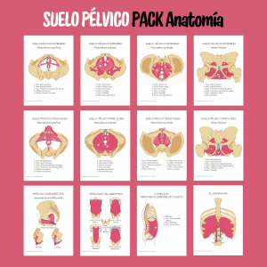 PACK ANATOMÍA SUELO PÉLVICO