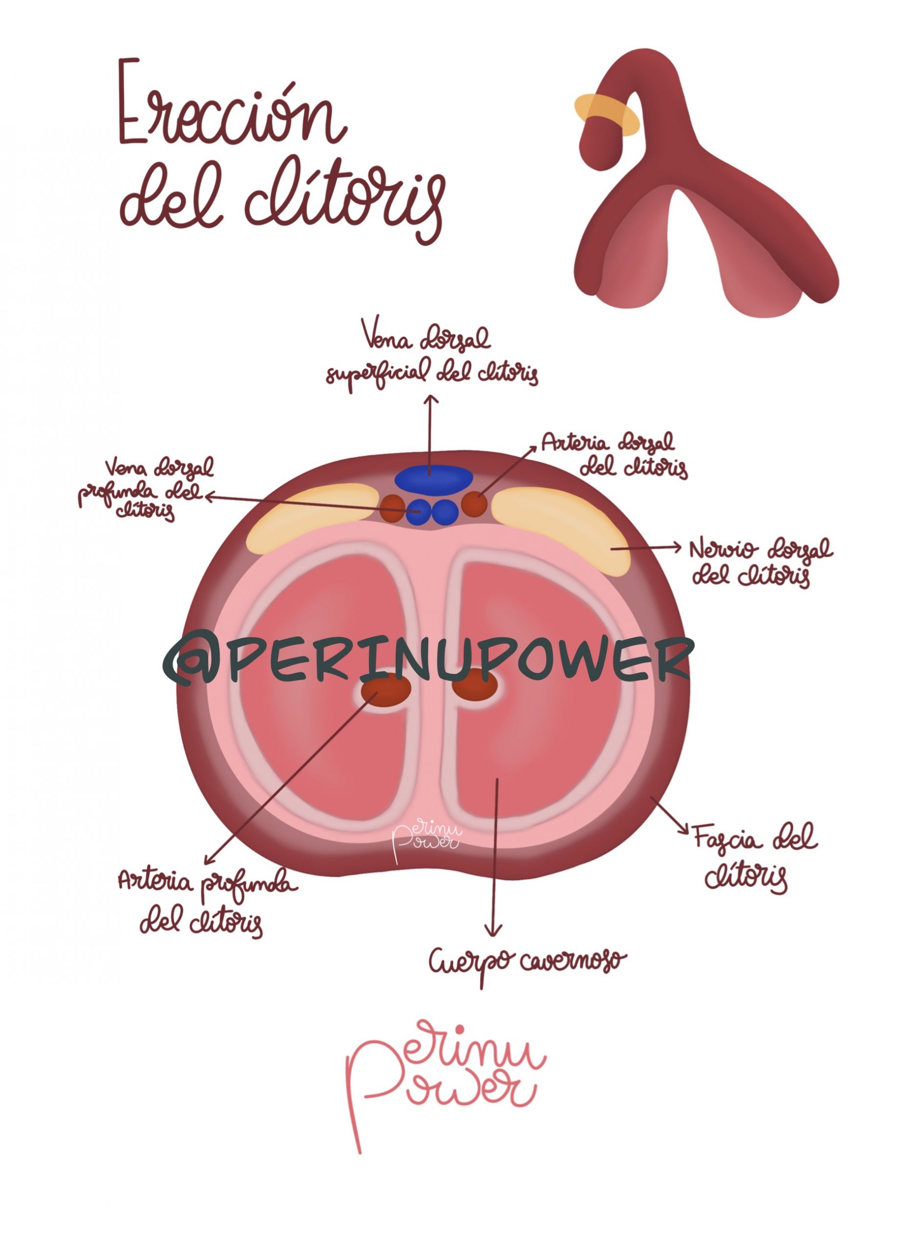 ERECCI N DEL CL TORIS Perinu Power L minas Sexualidad