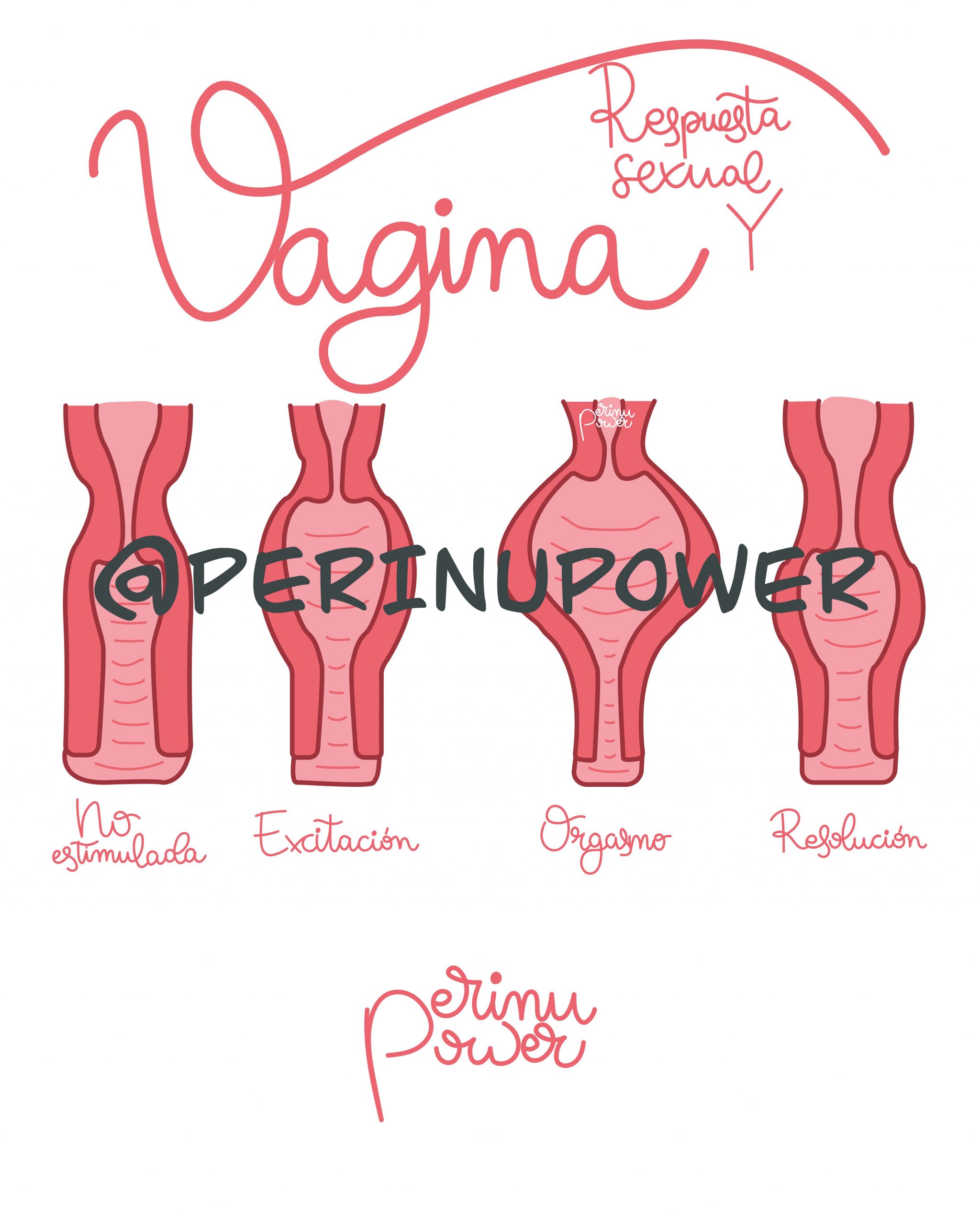 VAGINA Y RESPUESTA SEXUAL Perinu Power L minas Sexualidad